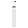 COLUMNA BASE NOVATALENTO 115MM. CROMO H230C PARA ALTURA TOTAL:COLUMNA+BASE+PLACA 230MM